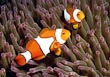 True Percula Clown Fish